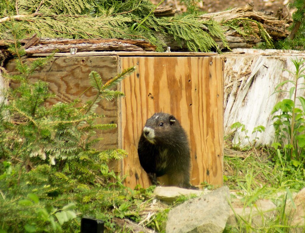 Vancouver Island marmot population on the rise: Marmot Recovery Foundation