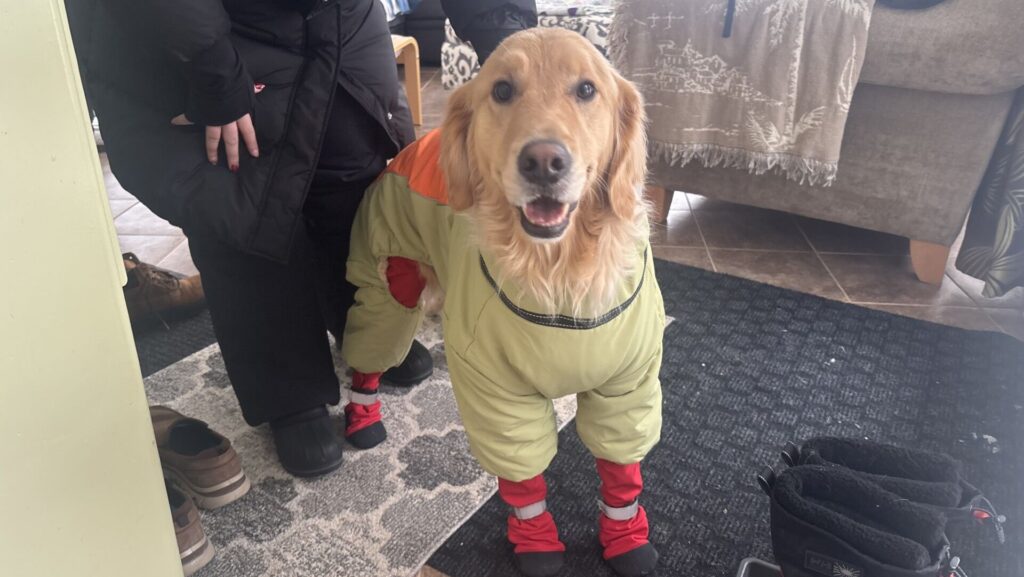 Dog owners in East Kootenay reminded to renew licenses for 2026