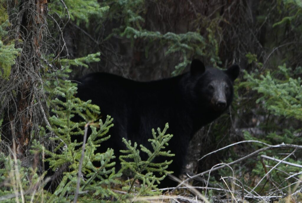 BC Conservation Officer Service encouraged by 2025 black bear statistics
