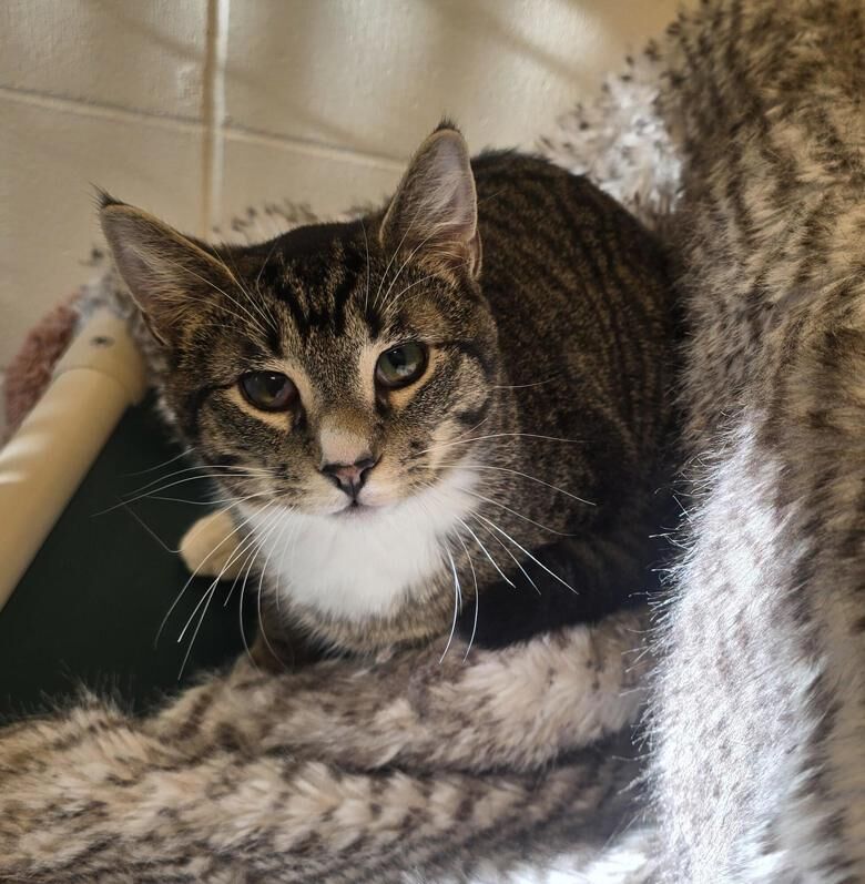 West Kootenay SPCA seeking more volunteers after influx of cats