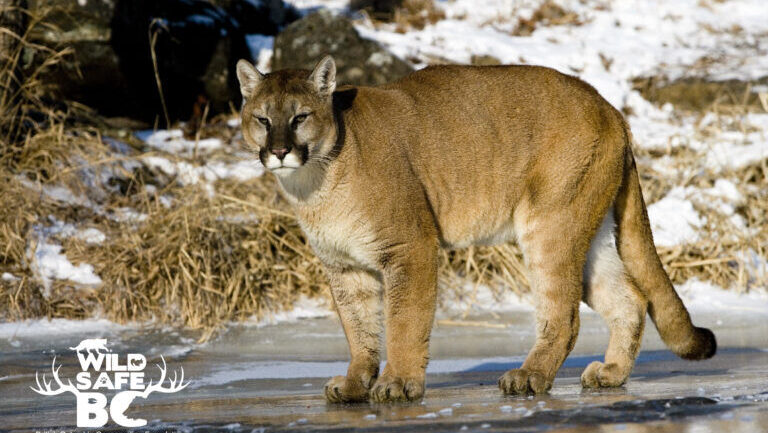‘Bold’ cougars a concern in Kootenays, says WildSafeBC