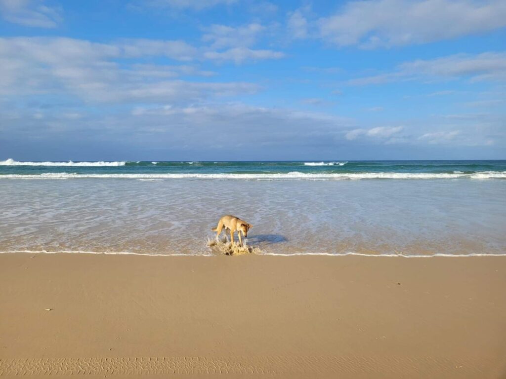Queensland rangers to cull dingoes after Campbell River woman’s death on K’gari