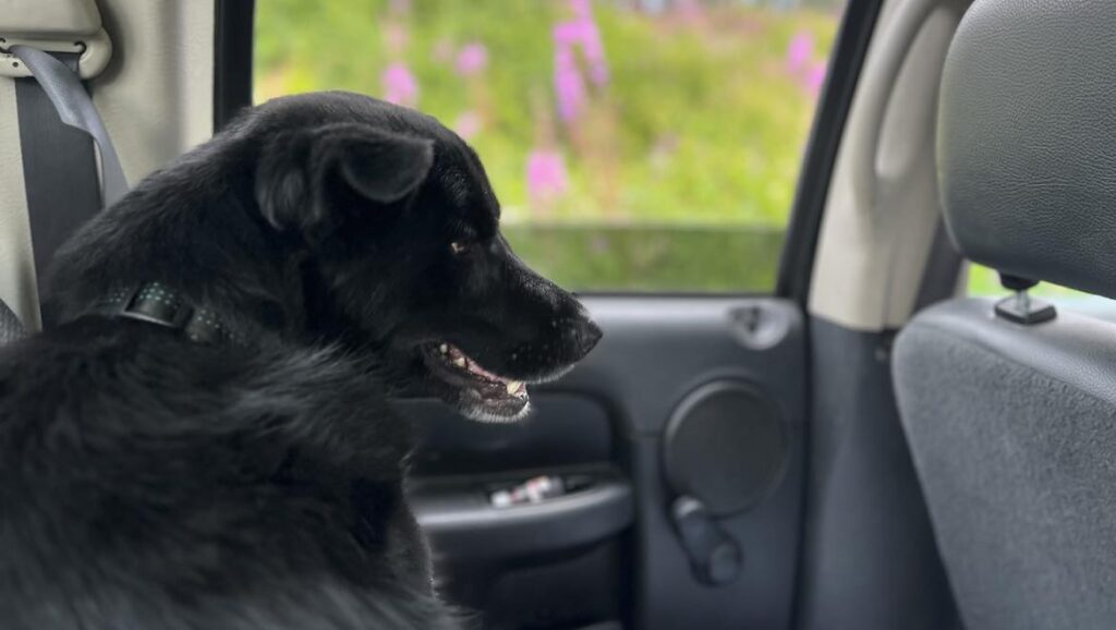 RDCK advances dog control service bylaw to voter assent in Electoral Area H