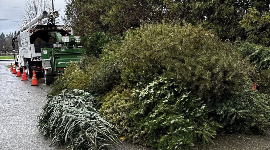 Comox Fire Rescue’s tree chip fundraiser nets over $3,800
