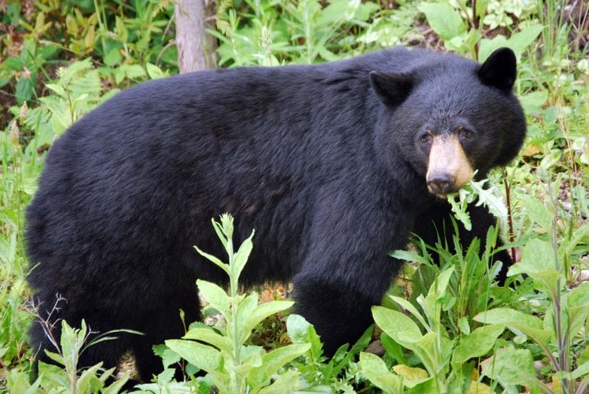 Sechelt among B.C.’s highest for black bear deaths in 2025