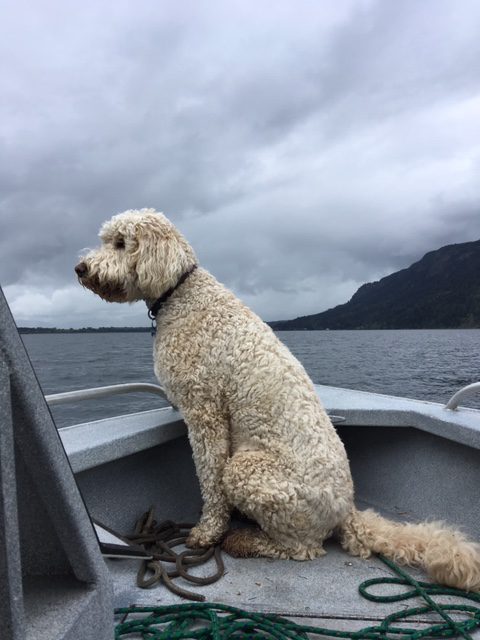 City reminds residents to renew dog licences 