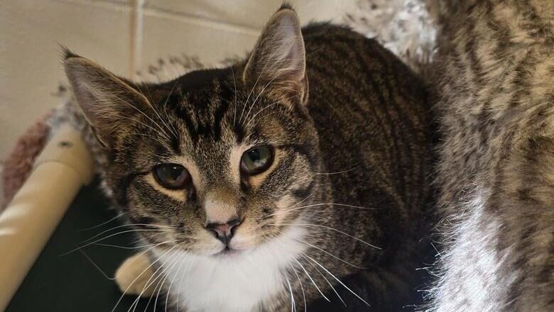 Who could say no to adopting Brownie?