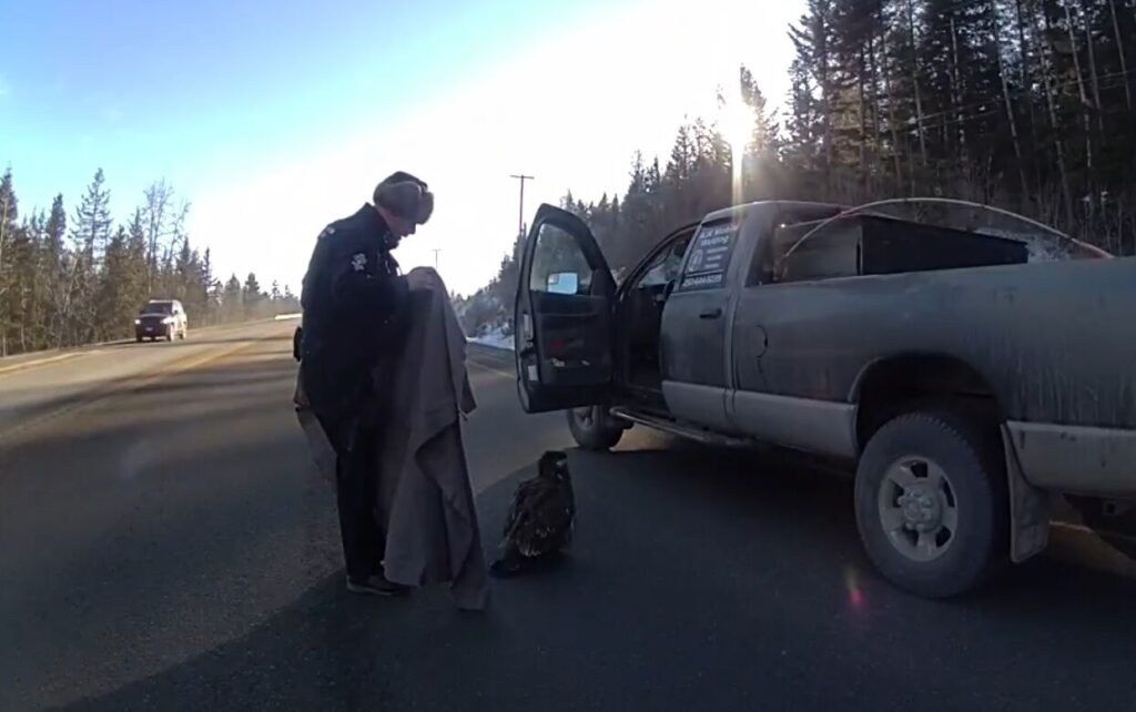 RCMP rescue high flying road user near Ainsworth