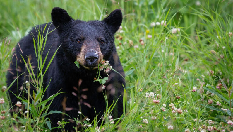 Black Bear deaths in PG drop to nearly half of previous year