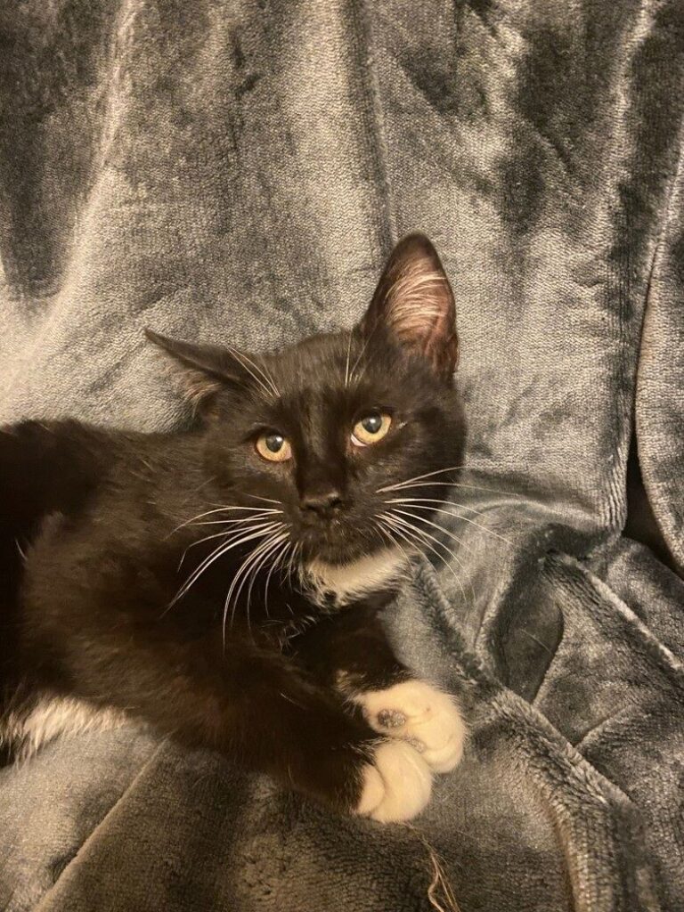 Tiny Tim searching for fuurever home