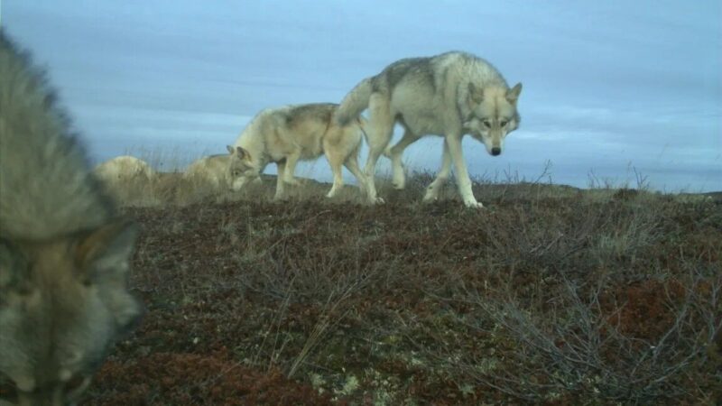 UNBC Professor collaborating in large-scale wolf removal research