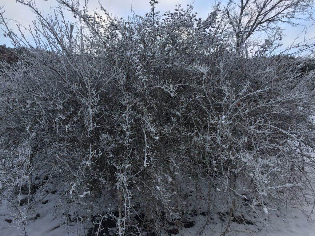 The Cariboo was treated to a slightly milder December