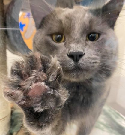 PG Humane Society accepting donations for new community thrift store