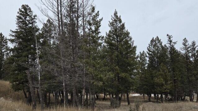 Fire mitigation work starting around Radium