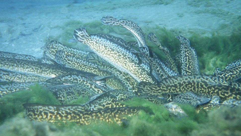 Moyie Lake burbot fish and egg recovery is set for end of February