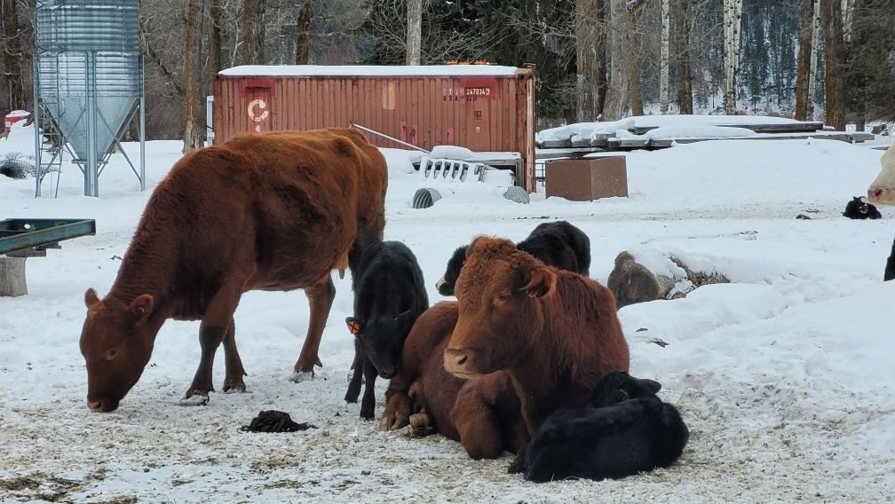 Sparwood approves limited agriculture zone