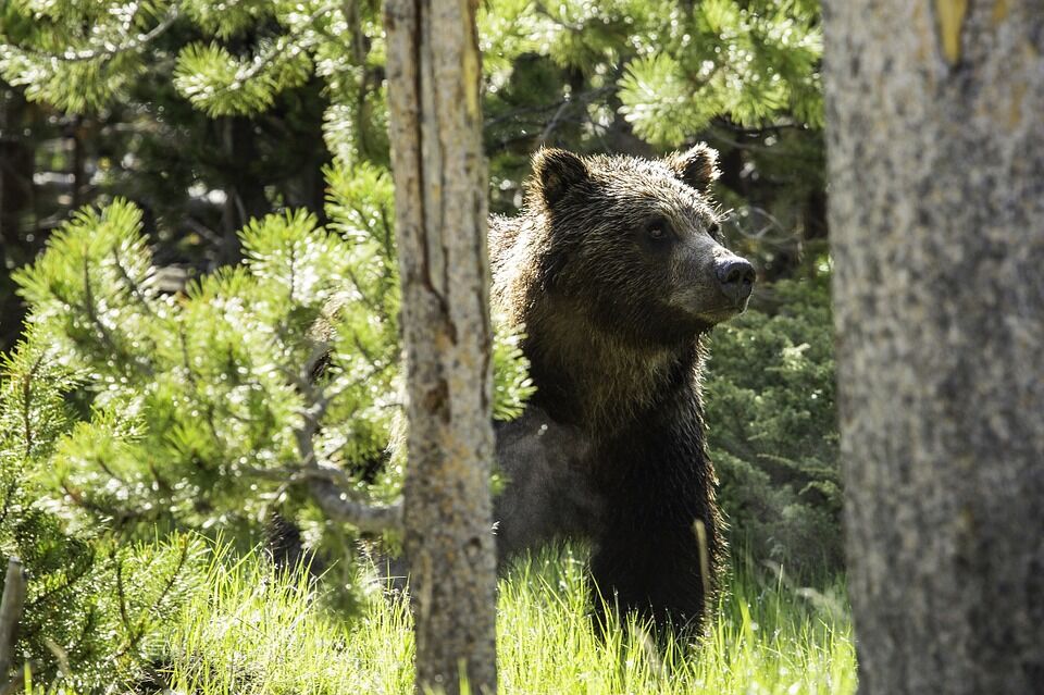 Two people fined in connection with killing Texada Island grizzly bear in 2025