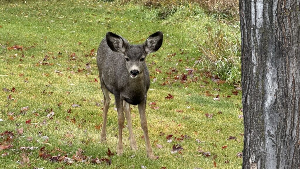 Zero CWD cases reported in January deer hunt