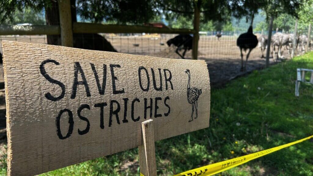 Universal Ostrich Farm penalty tossed