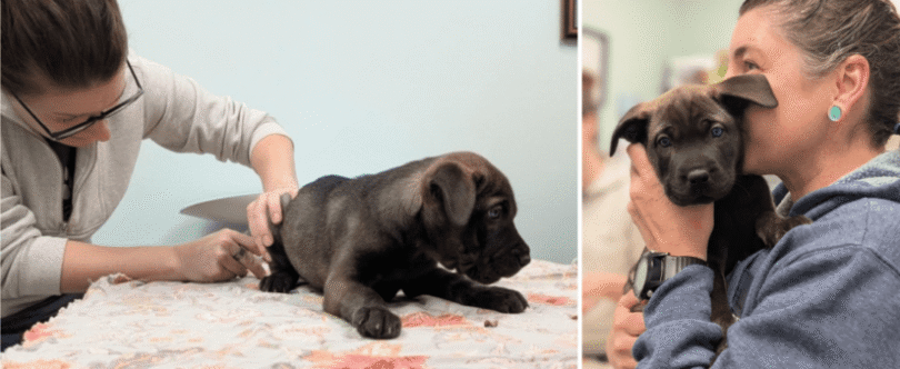 BC SPCA puts on free parvovirus vaccine clinic in PG after reports of virus in the community