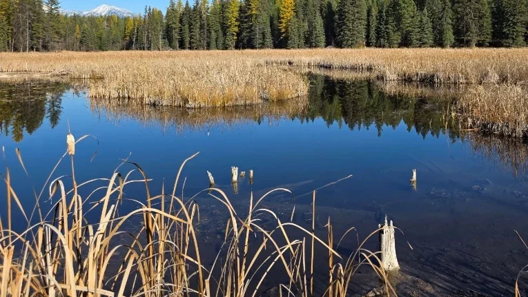 EVR completes marshland conservation project