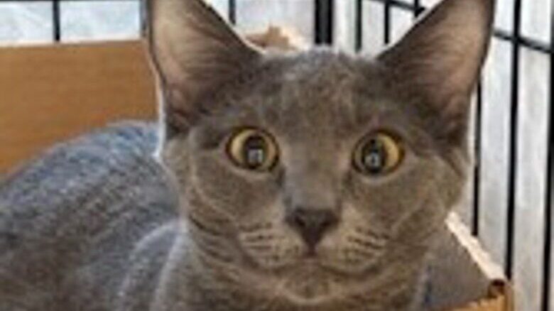 The BC SPCA has the perfect companion for you