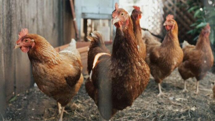 Backyard chicken bylaw not hatching with council, gets referred to agricultural committee 