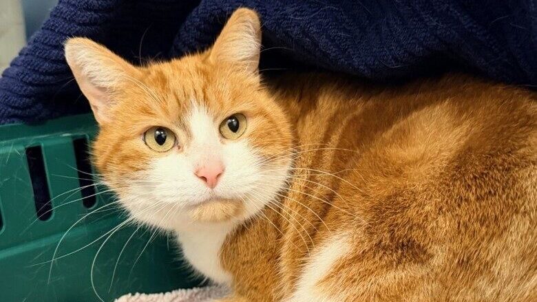 Bubba is one of the sweetest cats at the BCSPCA!