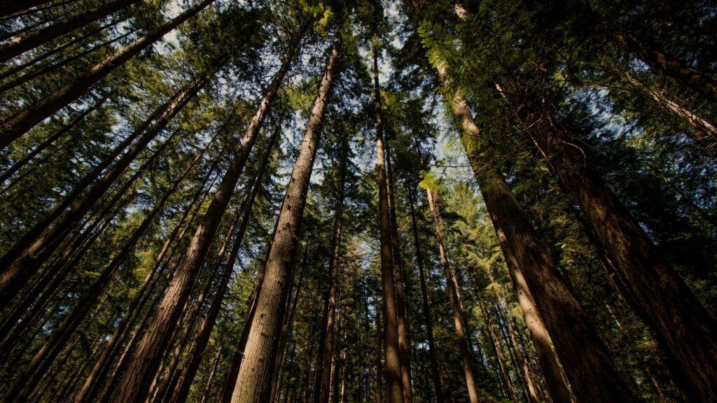 Report calls for regional approach and more transparency in forest management