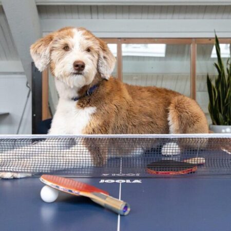 Free canine parvo virus clinic being held in PG tomorrow