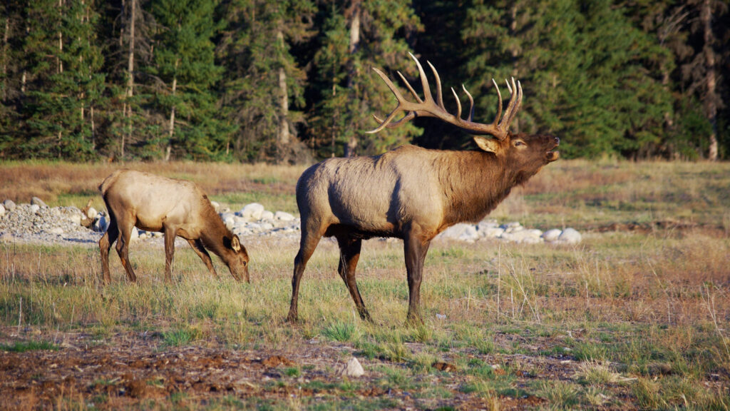 ʔaq̓am calls for respectful hunting practices following elk incident
