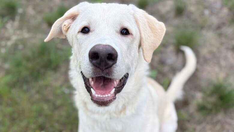 Farm dog Honey could be your fuurever Valentine