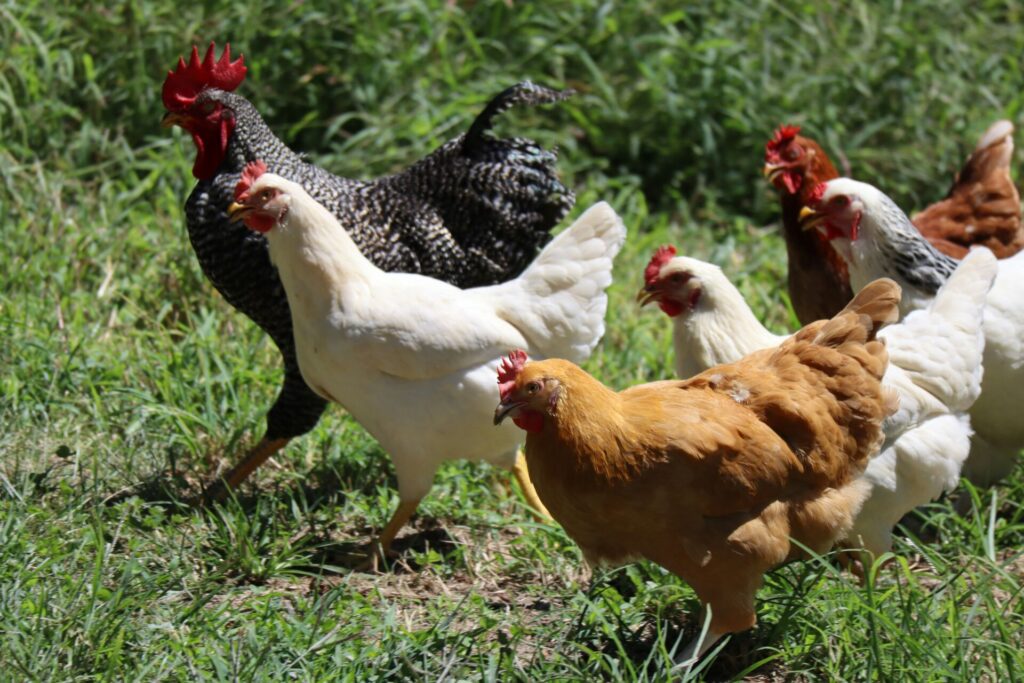 Allow residential hens, citizen urges Trail council