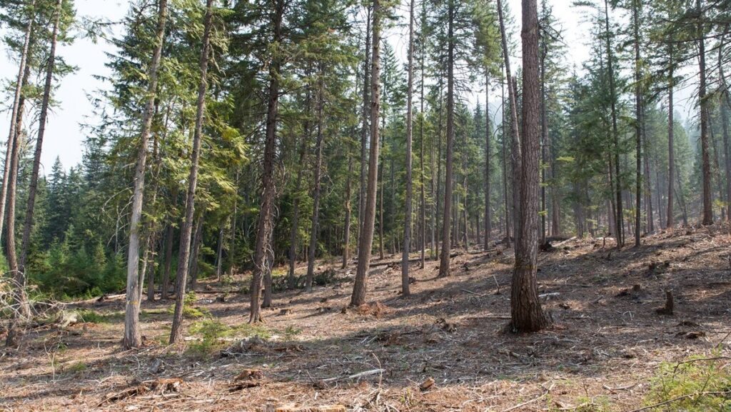 Communities receive over $3 million for wildfire resilience efforts