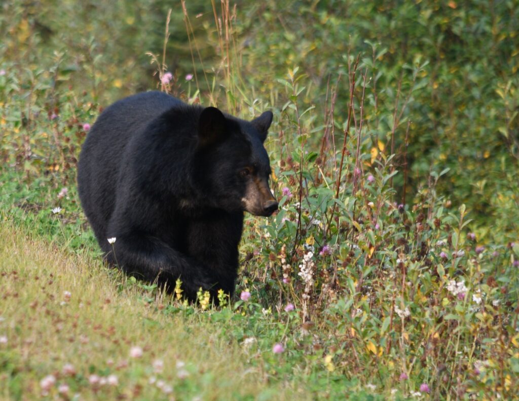 Time to “spring” into action to reduce human-wildlife conflicts