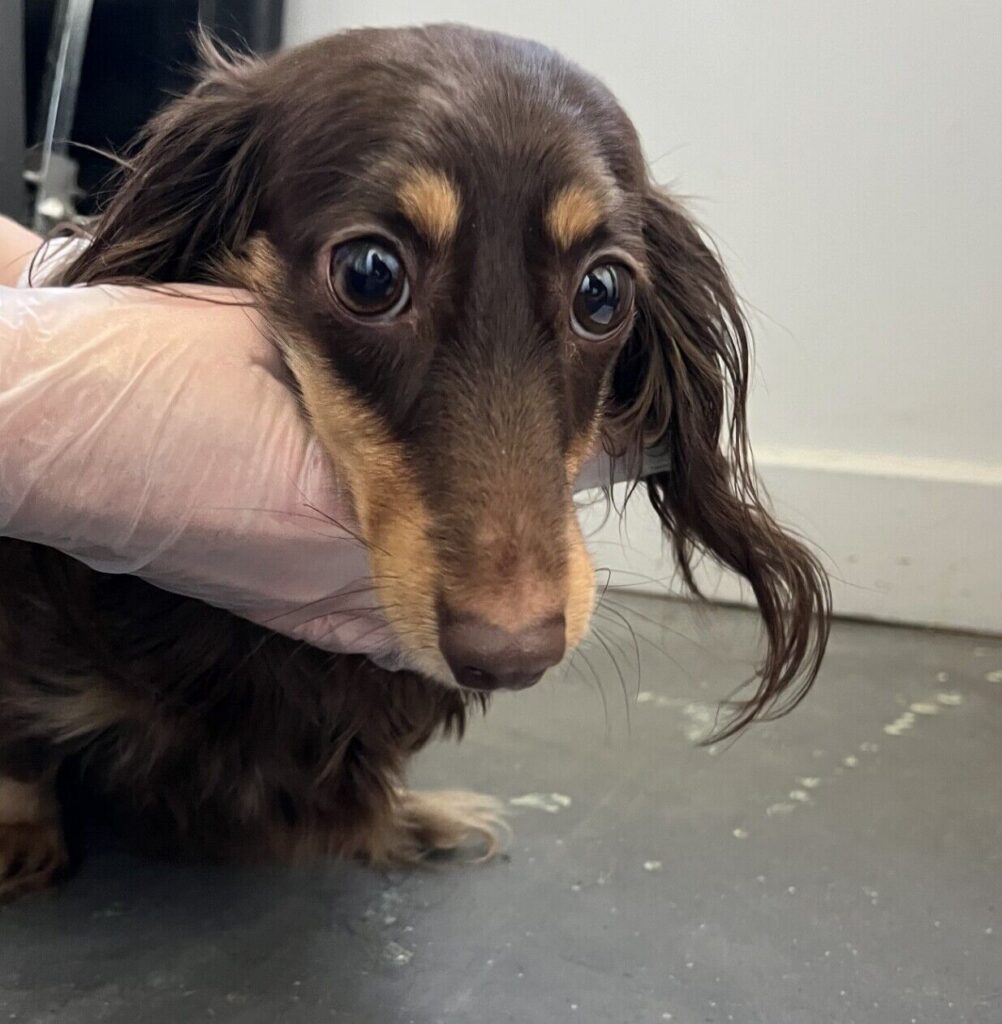 BC SPCA rescues 13 Dachshunds from “irresponsible breeder” near 100 Mile House