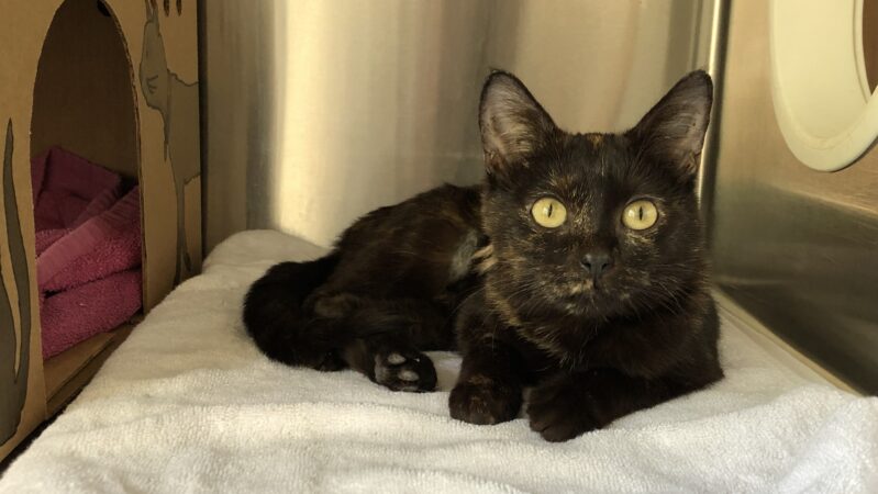 Viruses lockdown two PG Humane Society shelters