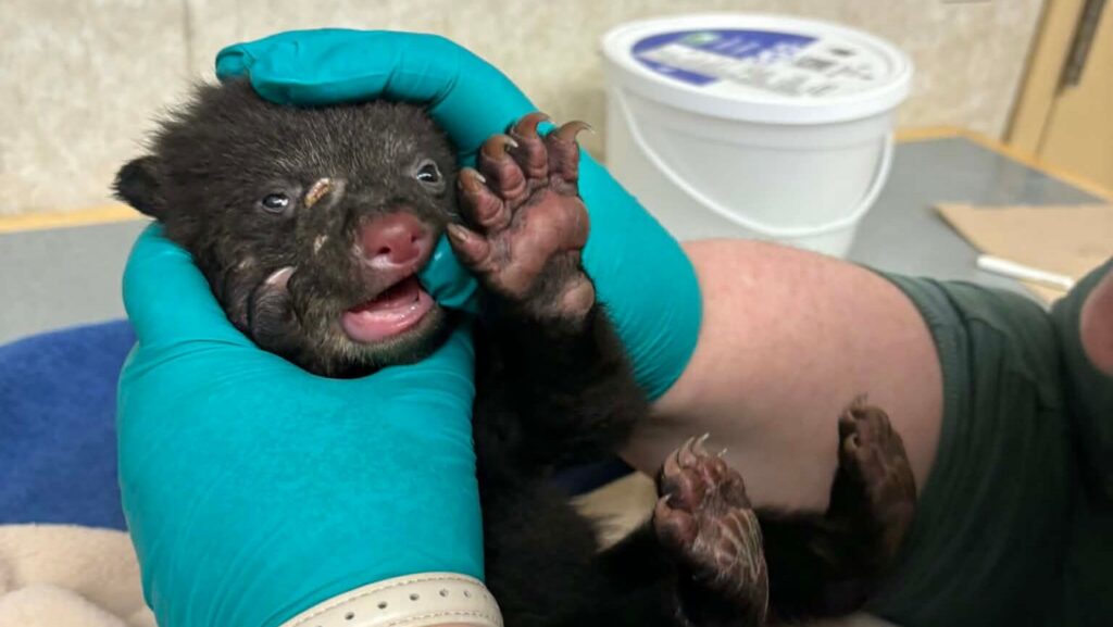 Cub rescued from Heffley Lake arrives at Northern Lights Wildlife Shelter