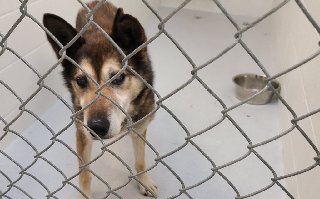 RDCK seeks approval for dog control service in Areas A, B and C