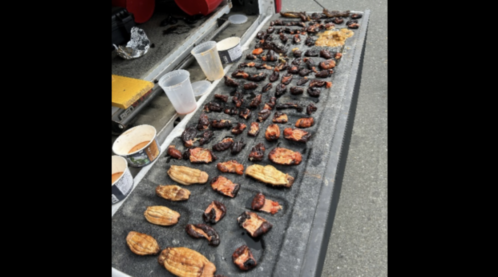 Three men fined more than $11k for illegally harvesting sea cucumbers in Campbell River