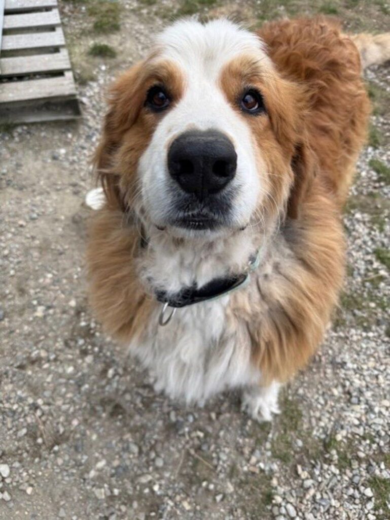 Senior BC SPCA resident ready for fuuurever home