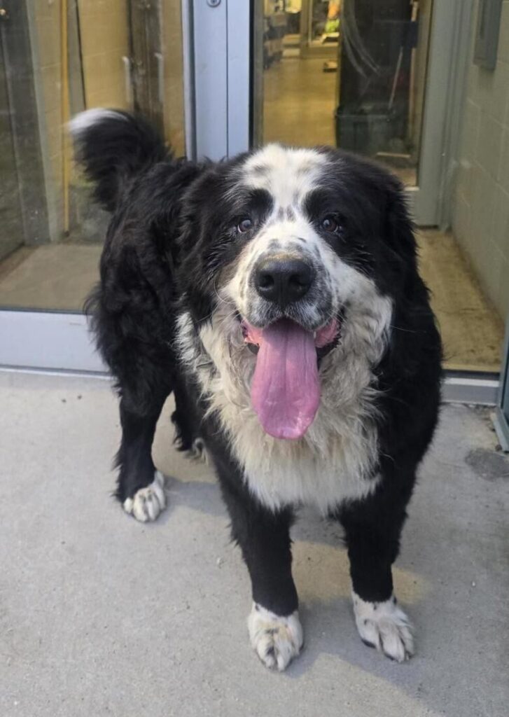 Is this weeks Pet of the Week a whale or a dog?