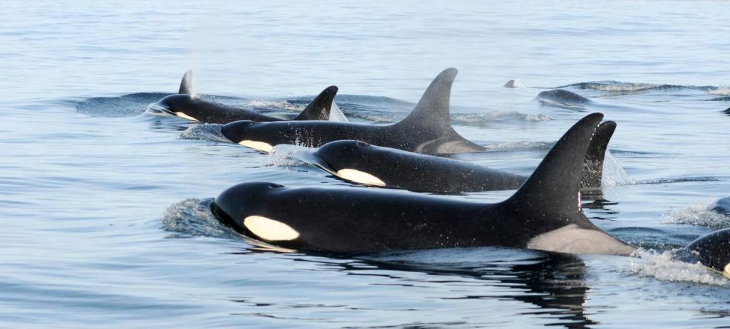 DFO proposes increasing allowable approach distance for southern resident killer whales 