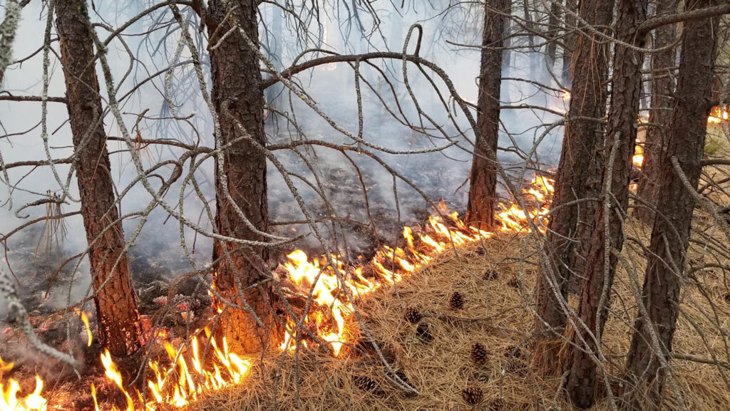 At least five prescribed burns planned for East Kootenay