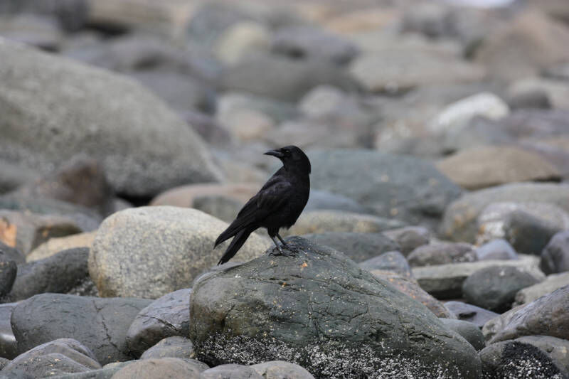 Powell River to clamp down on animal ‘attractants’